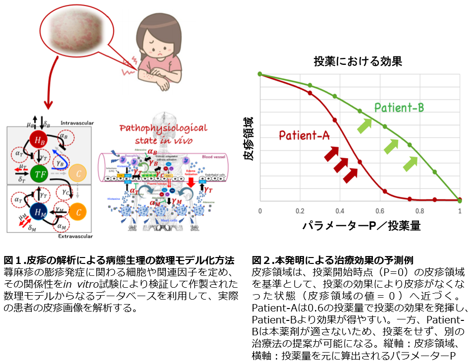 発明情報： 皮疹の「形」から数学的パラメータを算出し、病態の状態を
